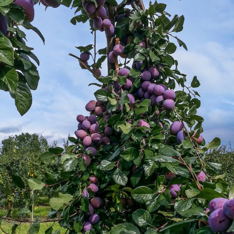Prunus domestica Quetsche toronto - Common plum (Plant habit)