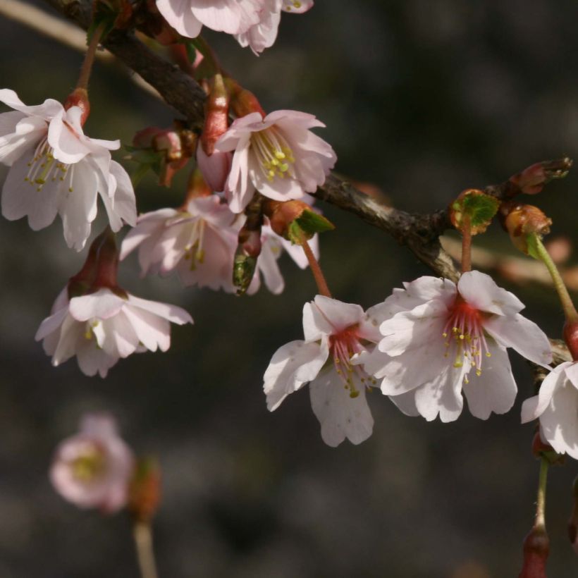 Prunus incisa Mikinori - Cherry (Flowering)