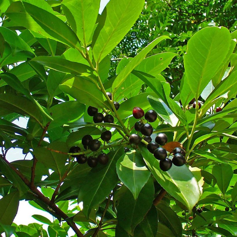 Prunus laurocerasus Etna- Cherry Laurel (Foliage)