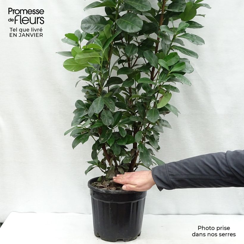 Laurier cerise - Prunus laurocerasus Etna 60/80cm en pot de 10L sample as delivered in winter