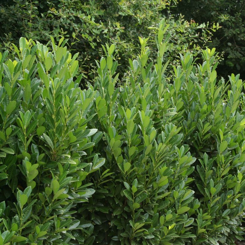Prunus laurocerasus Greentorch - Cherry Laurel (Plant habit)