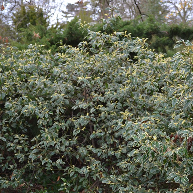 Prunus lusitanica Variegata - Portuguese Laurel (Plant habit)