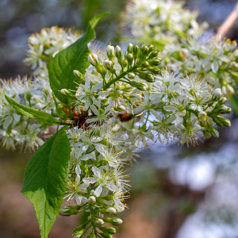 Prunus maackii Amber Beauty (Flowering)