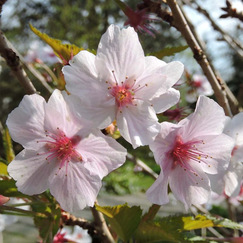 Prunus nipponica var. kurilensis Brillant - Kuril Cherry (Flowering)