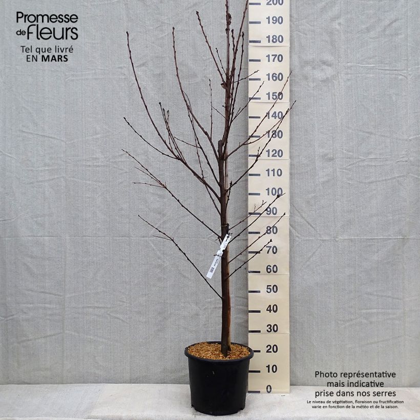 Prunus padus Le Thoureil sample as delivered in winter