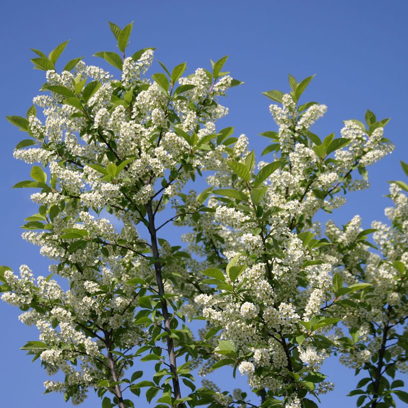 Prunus padus Nana - Bird cherry (Flowering)