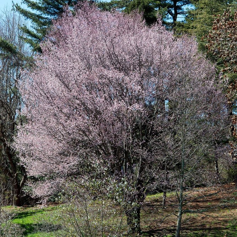 Prunus sargentii - Sargent's Cherry (Plant habit)