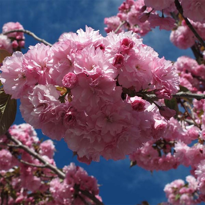 Prunus serrulata Royal Burgundy - Japanese Cherry (Flowering)