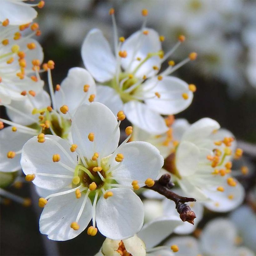 Prunus spinosa - Blackthorn (Flowering)