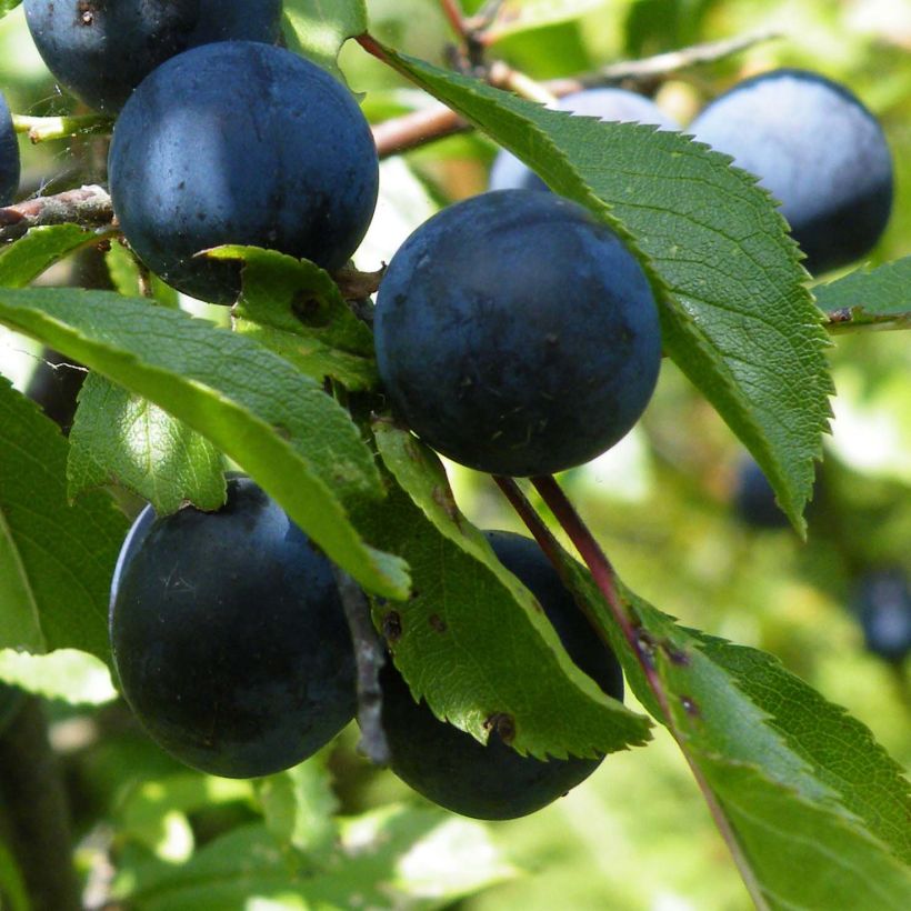 Prunus spinosa - Blackthorn (Harvest)