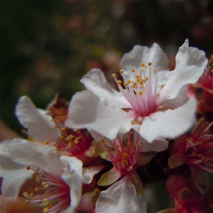 Prunus tomentosa - Nanking Cherry (Flowering)