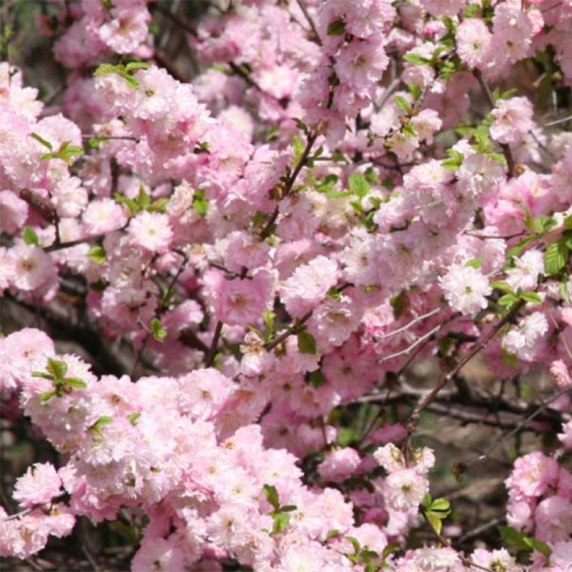 Prunus triloba - Flowering Almond (Flowering)