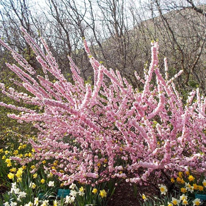 Prunus triloba Multiplex - Flowering Almond (Plant habit)