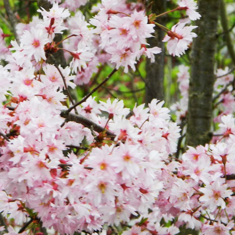Prunus subhirtella Fukubana - Winter-flowering Cherry (Flowering)