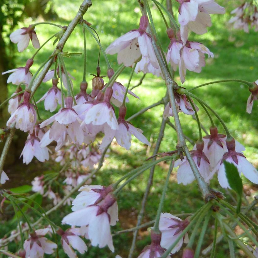Prunus subhirtella Pendula Rubra - Wheeping  Cherry (Flowering)