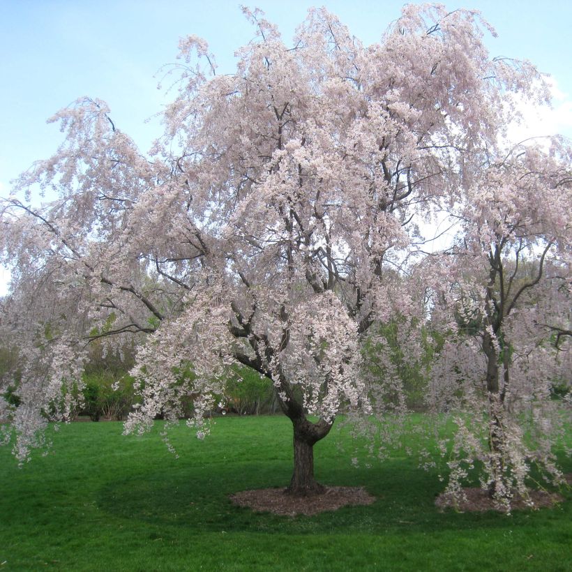 Prunus subhirtella Pendula Rubra - Wheeping  Cherry (Plant habit)