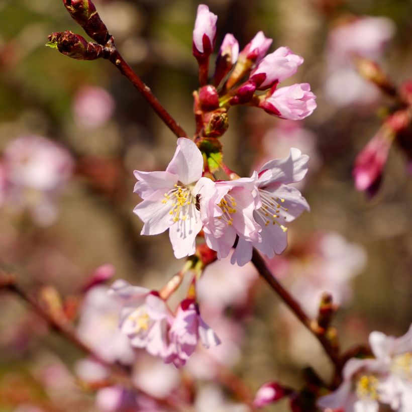 Prunus nipponica var. kurilensis Ruby - Kuril Cherry (Flowering)