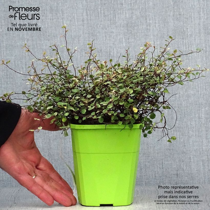 Pseudanthus tasmanicus Radiance - Pot de 1.5L/2L sample as delivered in autumn