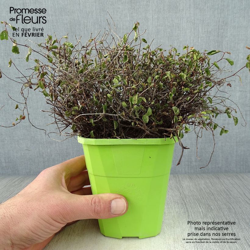 Pseudanthus tasmanicus Radiance - Pot de 1.5L/2L sample as delivered in winter