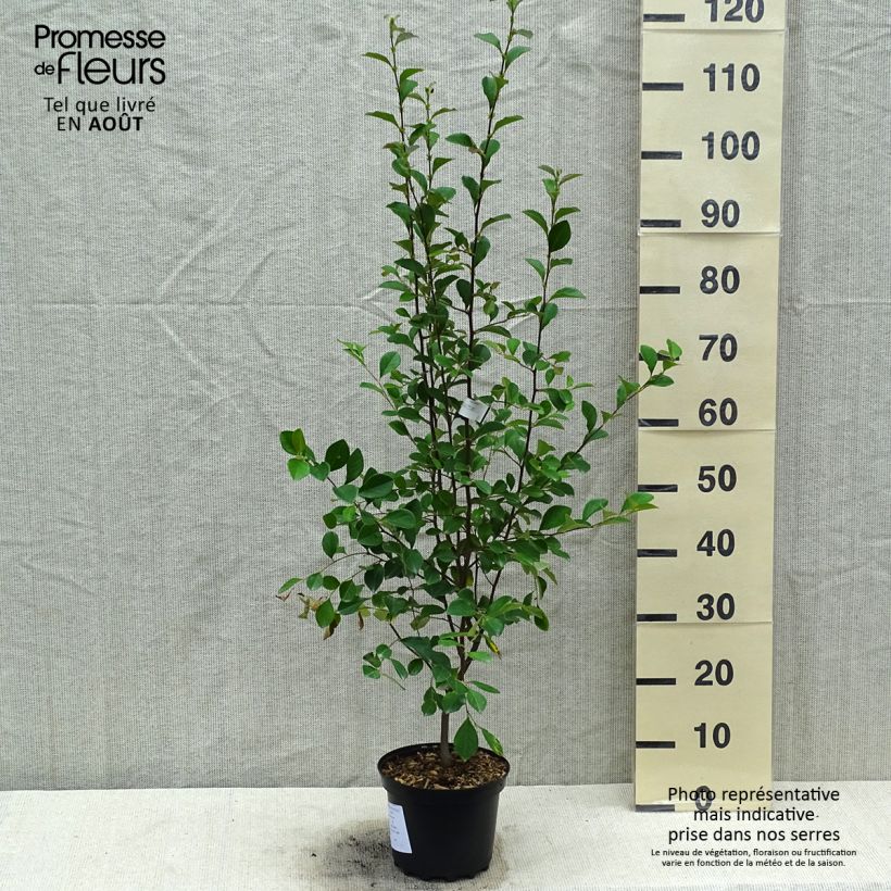 Pseudocydonia sinensis - Cognassier de Chine Pot de 3L/4L sample as delivered in summer