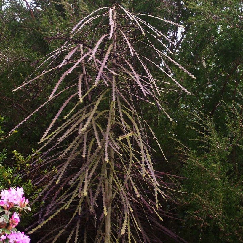 Pseudopanax ferox (Plant habit)