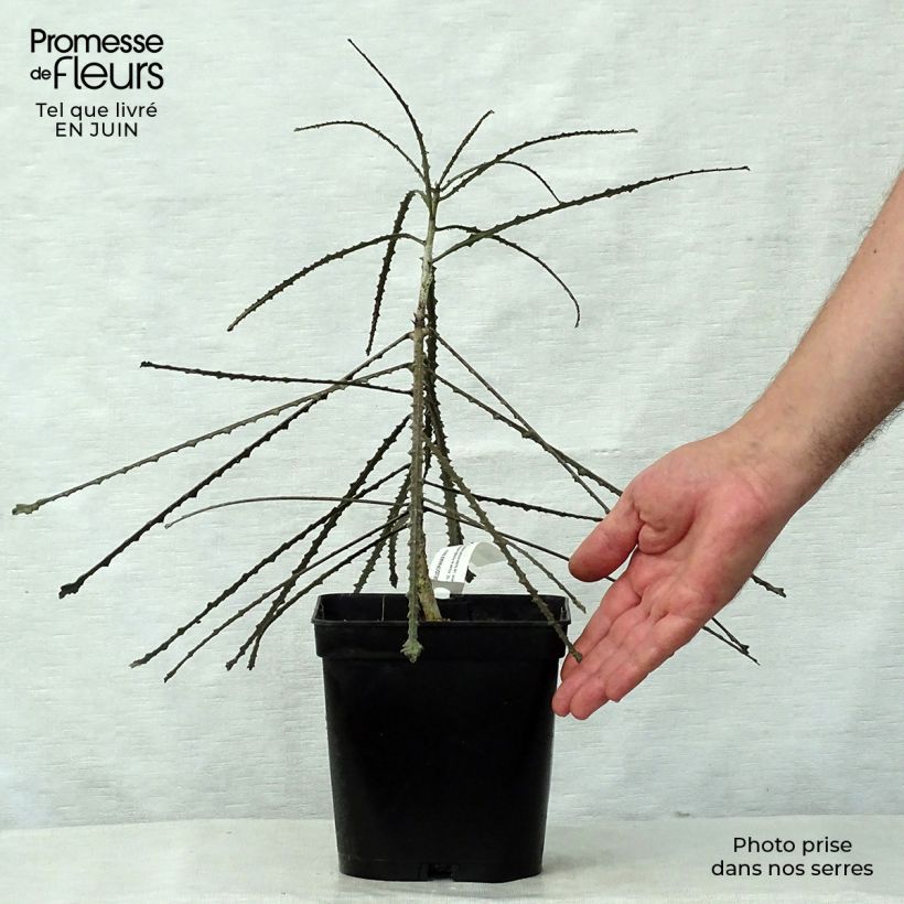 Pseudopanax ferox 2L/3L pot sample as delivered in summer