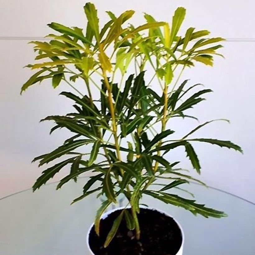 Pseudopanax Goldfinger (Plant habit)