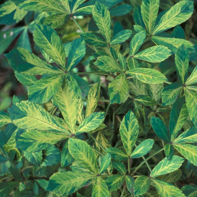 Pseudopanax Goldsplash (Foliage)