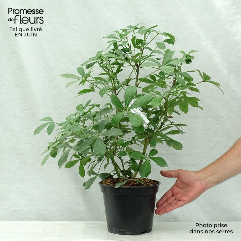Pseudopanax Goldsplash 3L/4L pot sample as delivered in summer