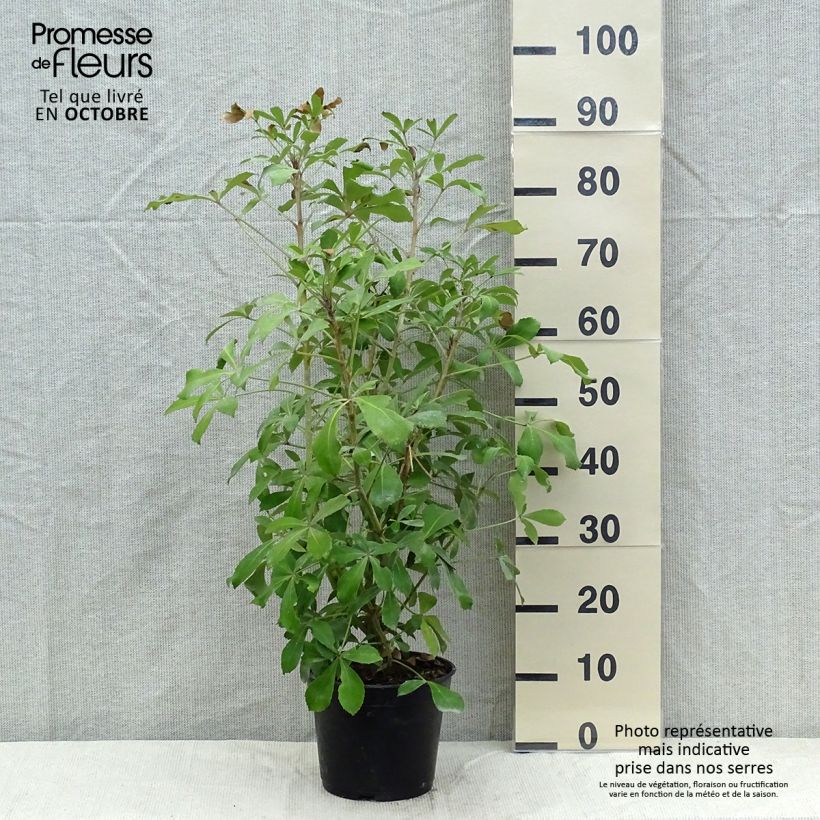 Pseudopanax lessonii Goldsplash Pot de 3L/4L sample as delivered in autumn