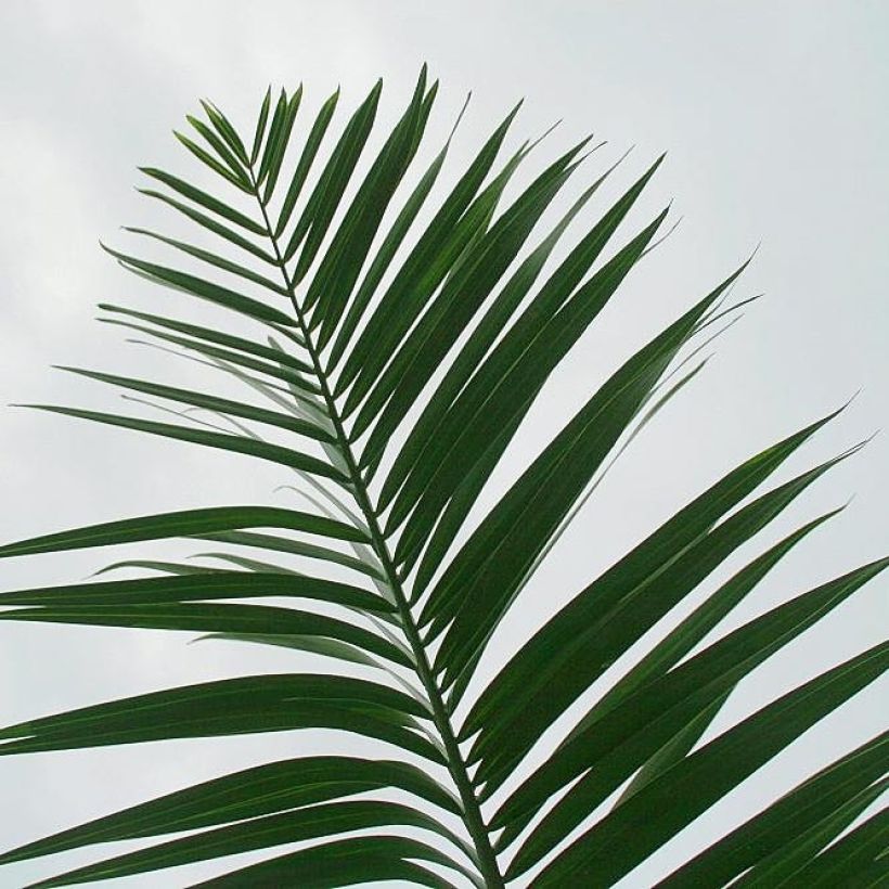 Pseudophoenix sargentii - Buccaneer Palm (Foliage)
