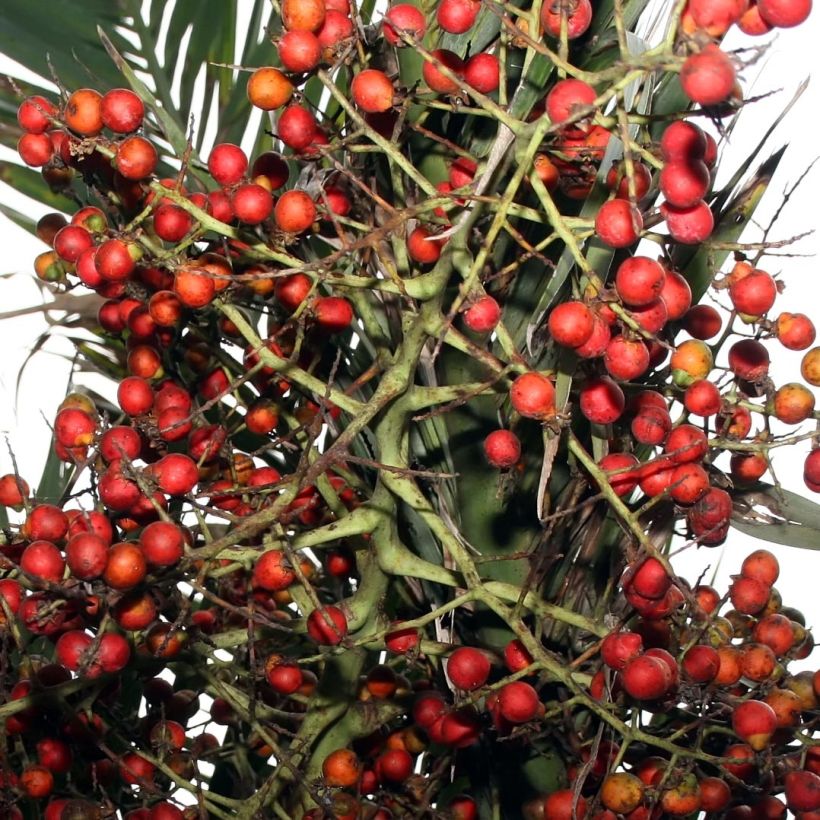 Pseudophoenix sargentii - Buccaneer Palm (Harvest)