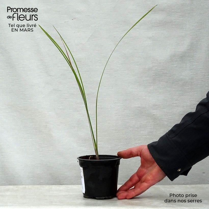 Pseudophoenix sargentii - Buccaneer Palm sample as delivered in spring