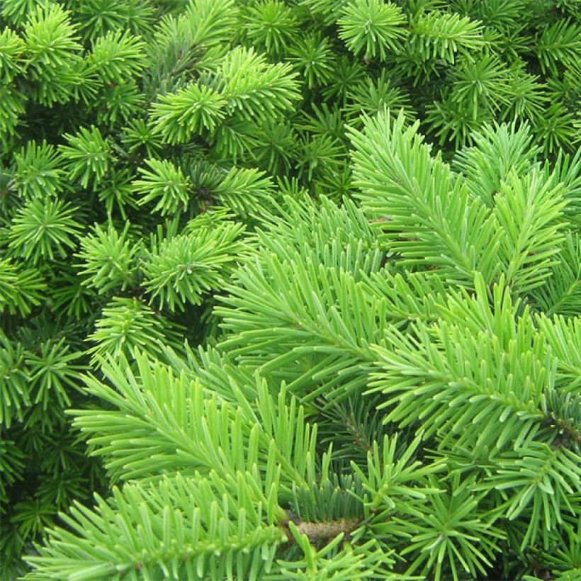 Pseudotsuga menziesii Nyrany - Douglas Fir (Foliage)