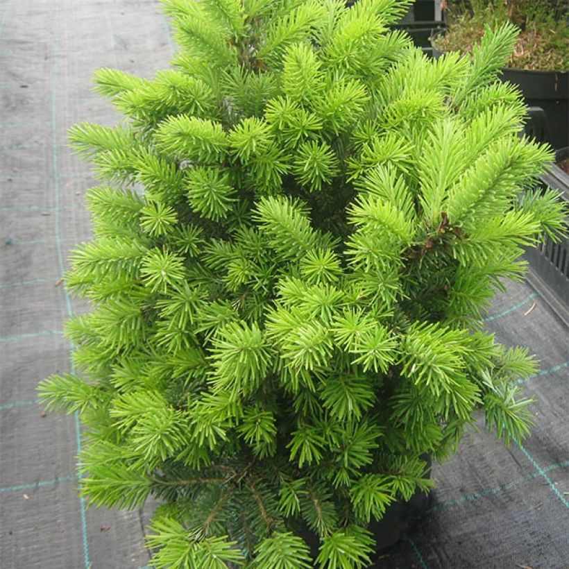 Pseudotsuga menziesii Nyrany - Douglas Fir (Plant habit)