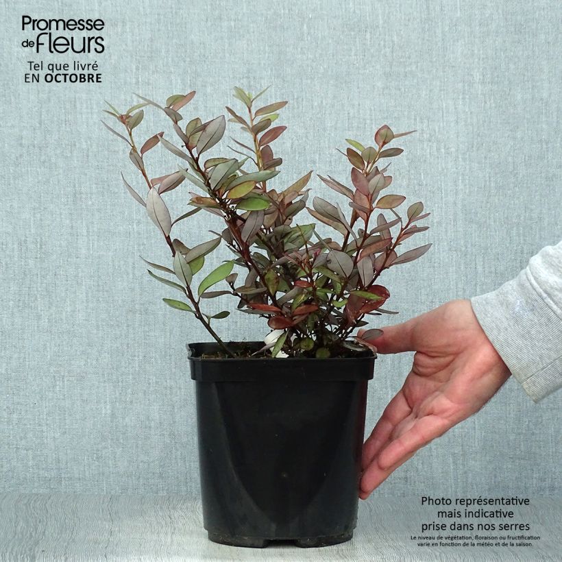 Pseudowintera colorata 2L/3L pot sample as delivered in autumn