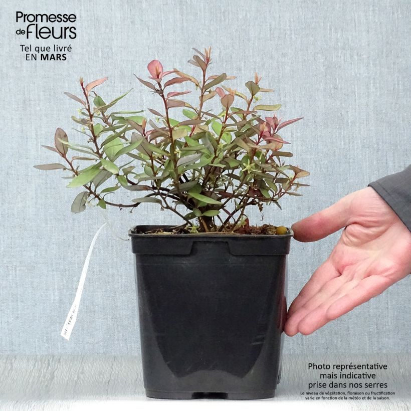 Pseudowintera colorata -  Drimys colorata Pot de 2L/3L sample as delivered in spring