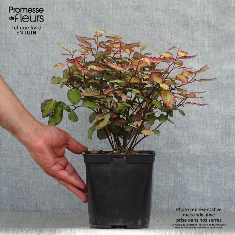 Pseudowintera colorata Red Leopard 2L/3L pot sample as delivered in summer
