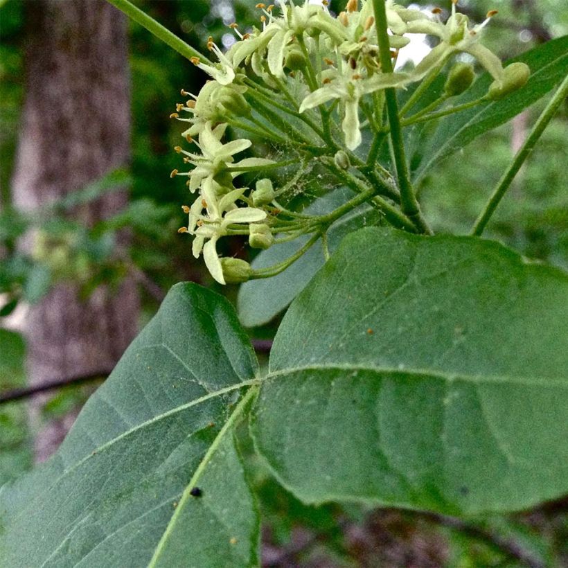Ptelea trifoliata - Hoptree (Foliage)