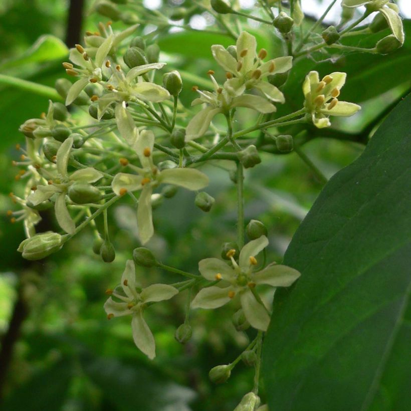 Ptelea trifoliata - Hoptree (Flowering)