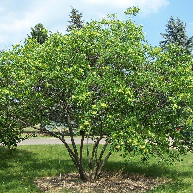 Ptelea trifoliata - Hoptree (Plant habit)