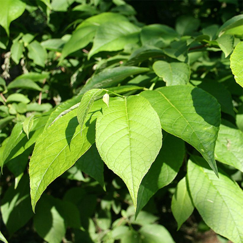 Pterostyrax hispida - Epaulette Tree (Foliage)