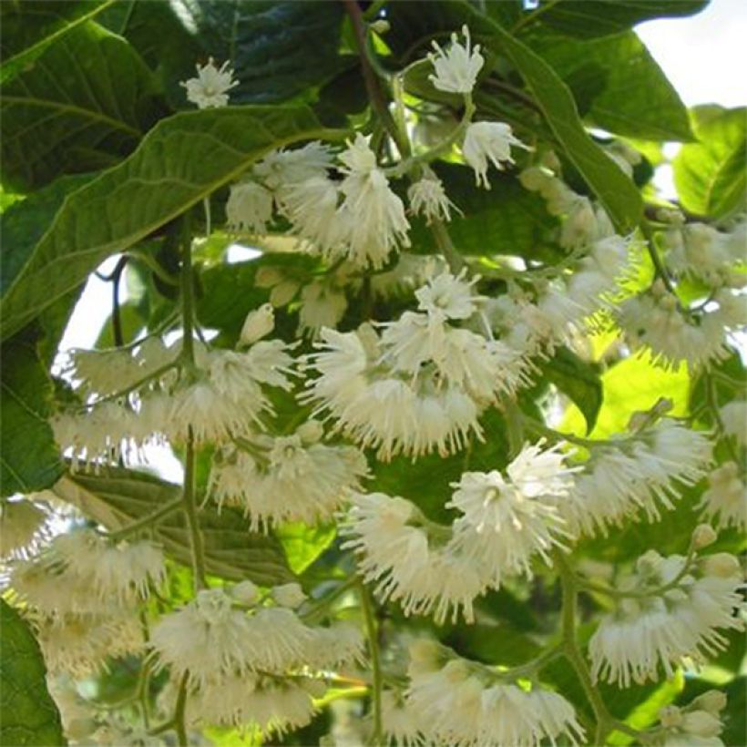 Pterostyrax hispida - Epaulette Tree (Flowering)