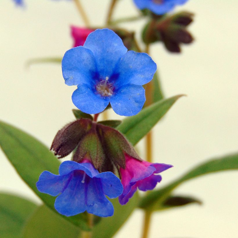 Pulmonaria Blue Ensign - Lungwort (Flowering)