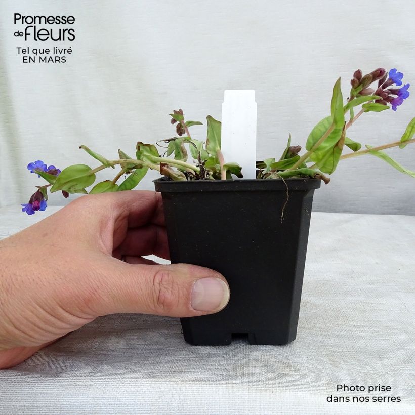 Pulmonaire hybride - Pulmonaria Blue Ensign en godet de 8/9 cm sample as delivered in winter