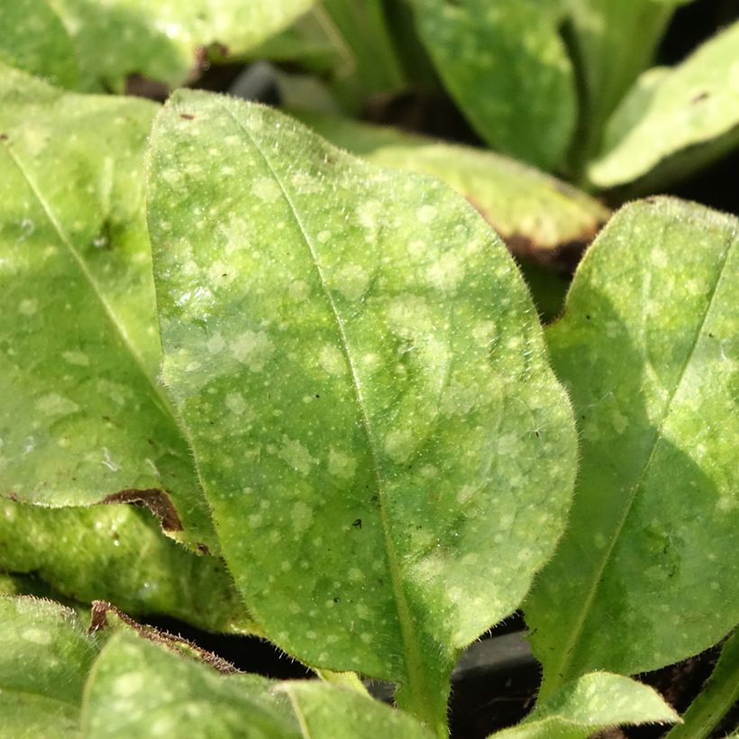 Pulmonaria Diane Clare - Lungwort (Foliage)