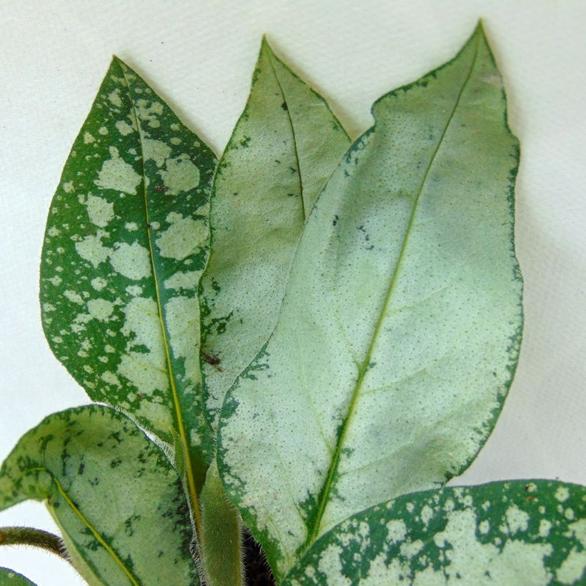Pulmonaria Majesty - Lungwort (Foliage)