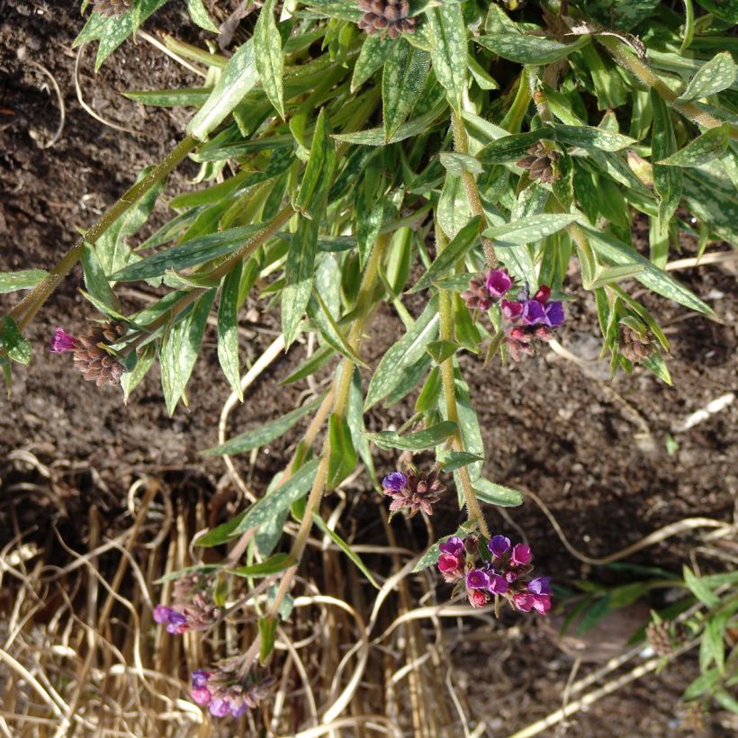 Pulmonaria Raspberry Splash - Lungwort (Plant habit)