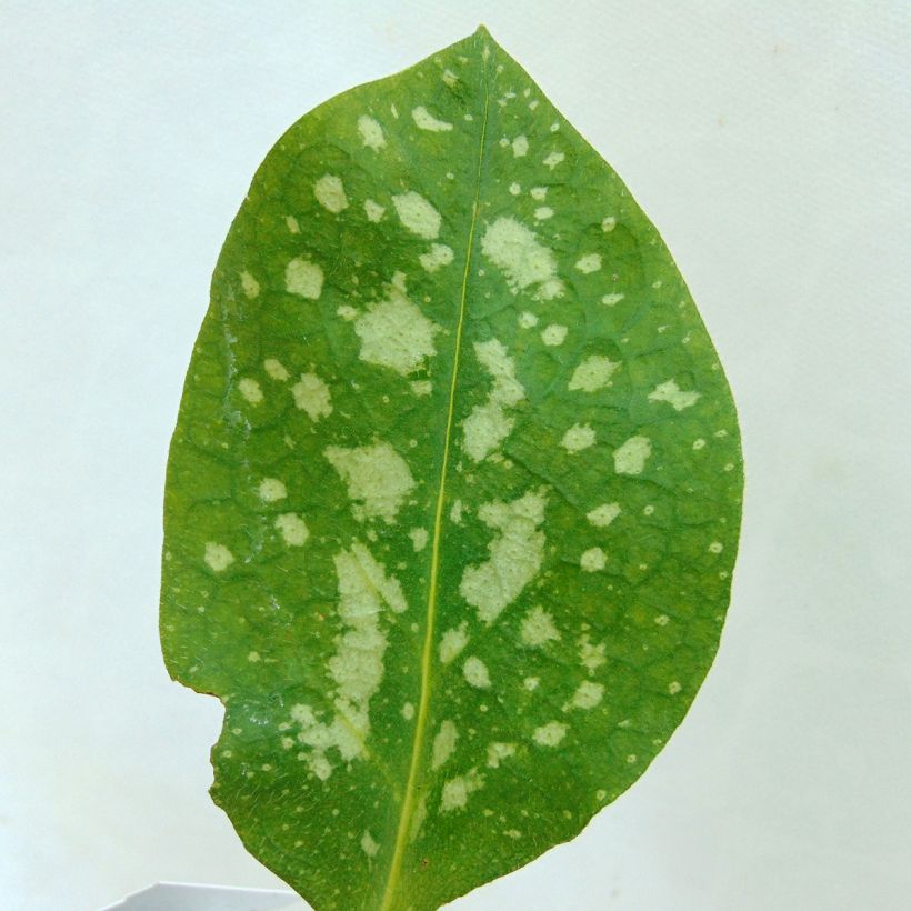 Pulmonaria Sissinghurst White - Lungwort (Foliage)