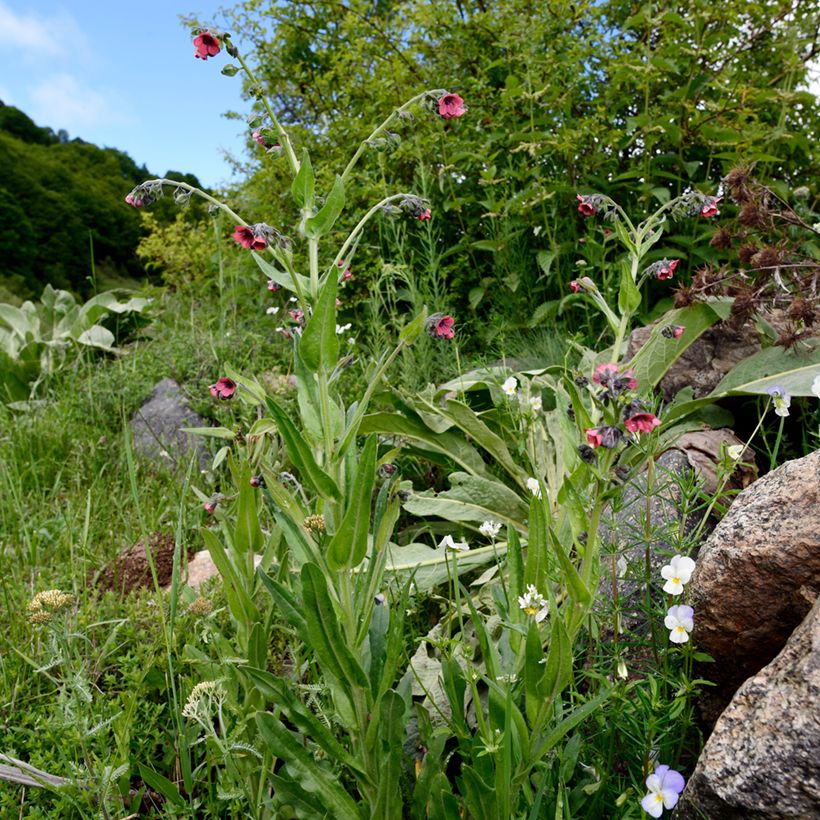 Pulmonaria rubra - Lungwort (Plant habit)